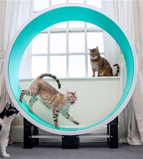 5. Balemaue Cat Exercise Wheel. The Balemaue cat exercise wheel is a sturdy and reliable one, made from durable wood to ensure it stays standing. This material makes it look a lot more appealing than the alternate plastic options and is more suited to homes with aesthetic designs.